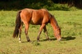 Beautiful bay horse, grazing in an English meadow