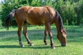 Beautiful bay horse grazing in pasture. Brown mare eating green grass. Royalty Free Stock Photo