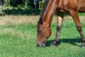 Beautiful bay horse grazing in pasture. Brown mare eating green grass. Royalty Free Stock Photo