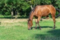 Beautiful bay horse grazing in pasture. Brown mare eating green grass. Royalty Free Stock Photo