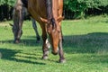 Beautiful bay horse grazing in pasture. Brown mare eating green grass. Royalty Free Stock Photo