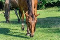 Beautiful bay horse grazing in pasture. Brown mare eating green grass. Royalty Free Stock Photo