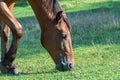 Beautiful bay horse grazing in pasture. Brown mare eating green grass. Royalty Free Stock Photo