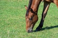 Beautiful bay horse grazing in pasture. Brown mare eating green grass. Royalty Free Stock Photo