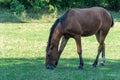 Beautiful bay horse grazing in pasture. Brown mare eating green grass. Royalty Free Stock Photo