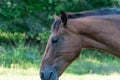 Beautiful bay horse grazing in pasture. Brown mare eating green grass. Royalty Free Stock Photo