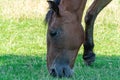 Beautiful bay horse grazing in pasture. Brown mare eating green grass. Royalty Free Stock Photo