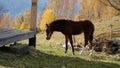 A beautiful bay horse is grazing on a pasture. A brown stallion eats green grass. Adult male equus caballus with black Royalty Free Stock Photo