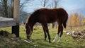 A beautiful bay horse is grazing on a pasture. A brown stallion eats green grass. Adult male equus caballus with black Royalty Free Stock Photo