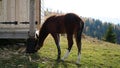 A beautiful bay horse is grazing on a pasture. A brown stallion eats green grass. Adult male equus caballus with black Royalty Free Stock Photo