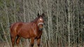 A beautiful bay horse is grazing on a pasture. A brown stallion eats green grass. Adult male equus caballus with black Royalty Free Stock Photo