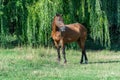 Beautiful bay horse grazing in pasture. Brown stallion watching the herd.