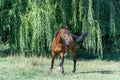 Beautiful bay horse grazing in pasture. Brown stallion watching the herd.