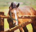 A beautiful bay horse stands behind a wooden fence in a paddock on a summer day. Caring for a horse on a farm. Agriculture and Royalty Free Stock Photo