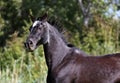 Beautiful bay horse head close-up on meadow in summer light Royalty Free Stock Photo