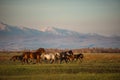 Beautiful bay horse herd grazes in the mountains at sunset, amazing hipster sunny natural background Royalty Free Stock Photo