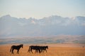 Beautiful bay horse herd grazes in the mountains at sunset, amazing hipster sunny natural background