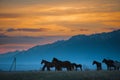 Beautiful bay horse herd grazes in the mountains at sunset, amazing hipster sunny natural background