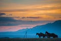 Beautiful bay horse herd grazes in the mountains at sunset, amazing hipster sunny natural background