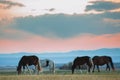 Beautiful bay horse herd grazes in the mountains at sunset, amazing hipster sunny natural background