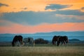 Beautiful bay horse herd grazes in the mountains at sunset, amazing hipster sunny natural background Royalty Free Stock Photo