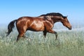 A beautiful bay horse jumps in a field against a blue sky.