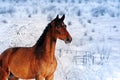 Beautiful bay horse in magic winter forest