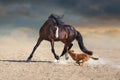 Beautiful bay horse play with dog Royalty Free Stock Photo