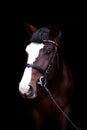 Beautiful bay horse portrait on black background Royalty Free Stock Photo