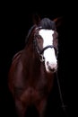 Beautiful bay horse portrait on black background Royalty Free Stock Photo