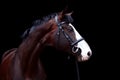 Beautiful bay horse portrait on black background Royalty Free Stock Photo