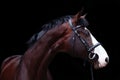 Beautiful bay horse portrait on black background Royalty Free Stock Photo