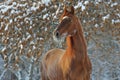 Beautiful bay horse portrait walks in winter farm Royalty Free Stock Photo