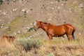 A beautiful bay horse of red color grazes in the mountains in summer. Royalty Free Stock Photo
