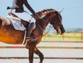 A beautiful bay horse with a rider in the saddle gallops near the barrier on a sunny summer day against the blue sky. Equestrian Royalty Free Stock Photo