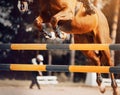 A beautiful bay horse with a rider in the saddle jumps over a high yellow barrier. Equestrian sports. Show jumping competitions.
