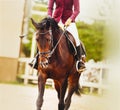 A beautiful bay horse with a rider in the saddle walks near the white fence of the arena on a day. Equestrian sports and dressage Royalty Free Stock Photo