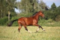 Beautiful bay horse running at the field Royalty Free Stock Photo