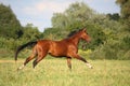 Beautiful bay horse running at the field Royalty Free Stock Photo