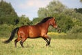 Beautiful bay horse running at the field Royalty Free Stock Photo