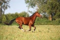 Beautiful bay horse running at the field Royalty Free Stock Photo