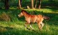 Beautiful bay horse running on the field Royalty Free Stock Photo