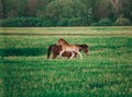 Beautiful bay horse running on the field Royalty Free Stock Photo