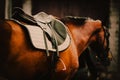 A bay horse in sports gear, led by a bridle rein by a horse breeder. Horseback riding. It is wearing a saddle and stirrups