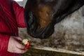 Beautiful bay horse standing in the stable horse being fed an apple Royalty Free Stock Photo