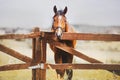 A beautiful bay horse stands behind a wooden fence of a paddock on a farm on a summer day. Agriculture and livestock. Horse care Royalty Free Stock Photo