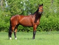 Beautiful bay horse walks in farm Royalty Free Stock Photo