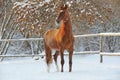 Beautiful bay horse walks in winter farm Royalty Free Stock Photo