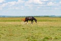 A beautiful bay horse with white toes grazing with a foal. Rural animal in a green meadow, a small foal walks next to its mother Royalty Free Stock Photo