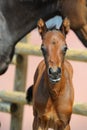 Beautiful bay newborn foal.Portrait